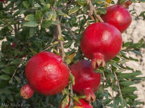  Cây lựu đỏ Ấn Độ 