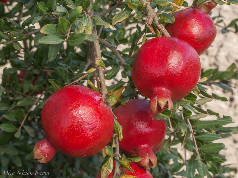  Cây lựu đỏ Ấn Độ 