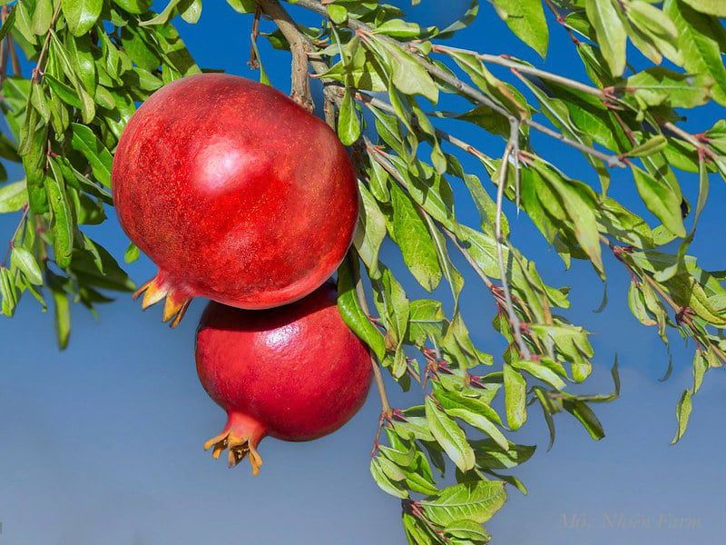  Cây lựu đỏ Ấn Độ 