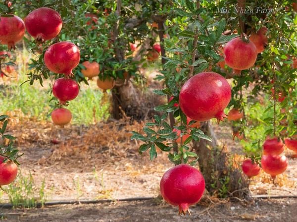  Cây lựu đỏ Ấn Độ 