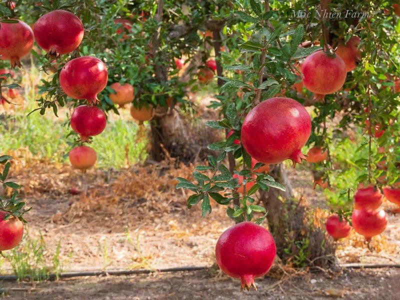  Cây lựu đỏ Ấn Độ 