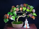  Cây tra cẩm thạch 166 