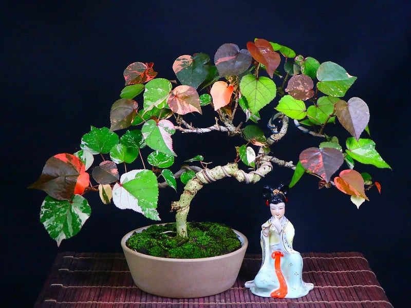  Cây tra cẩm thạch 166 