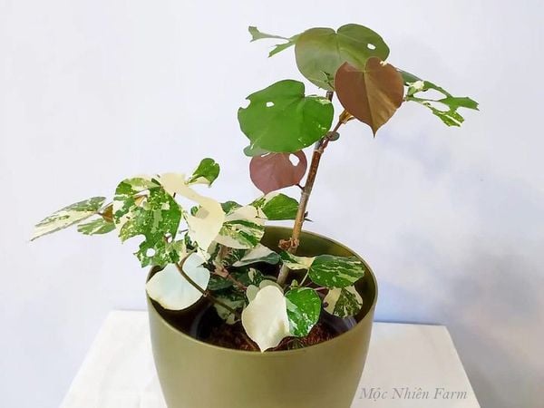  Cây tra cẩm thạch 166 