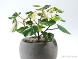  Cây tra cẩm thạch 166 