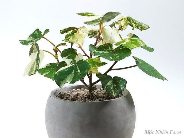  Cây tra cẩm thạch 166 