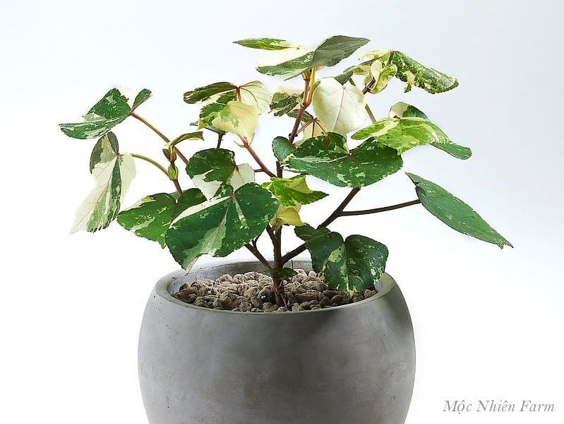  Cây tra cẩm thạch 166 