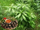  Cây xương sông 037 