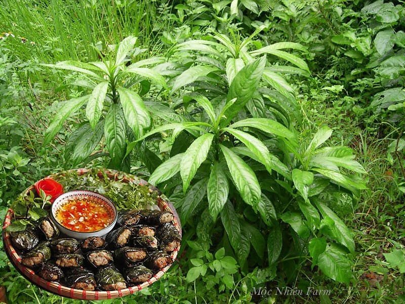  Cây xương sông 037 
