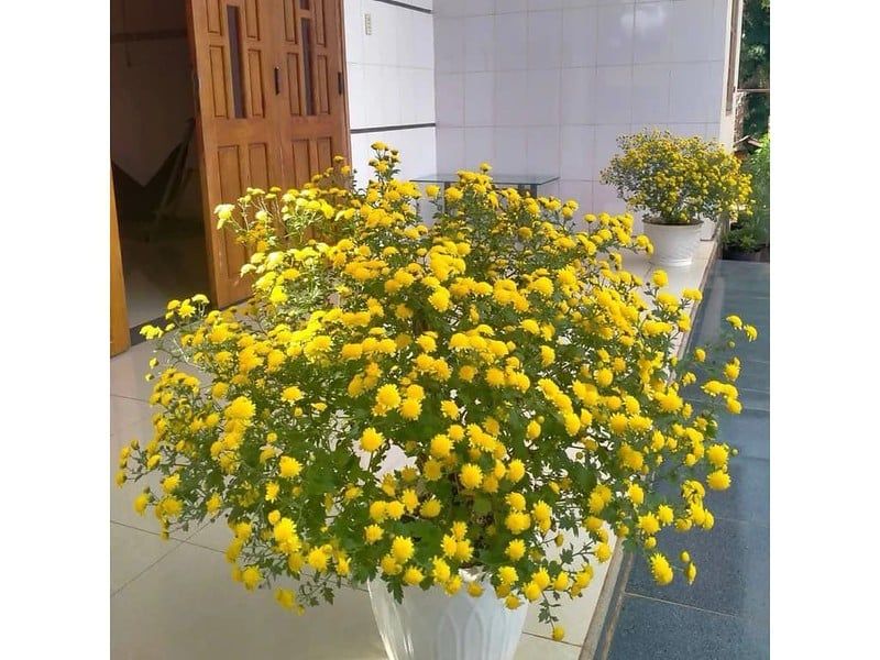  Cúc trà cổ 