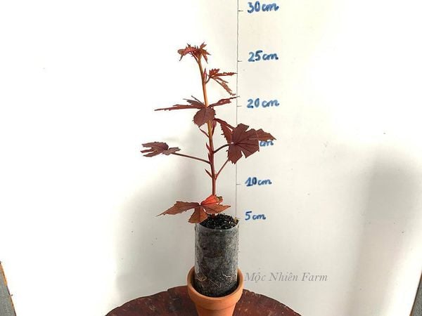  Hoa bụp giấm đỏ 437 