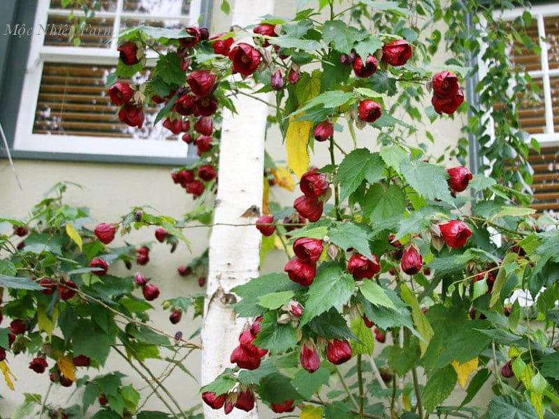  Hoa lồng đèn đỏ Z2 