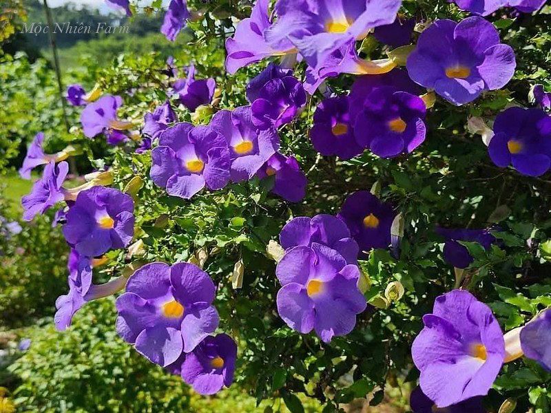  Hoa cát đằng đứng B1 