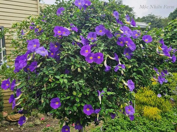  Hoa cát đằng đứng B1 