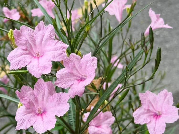  Hoa chiều tím hồng cao C1 