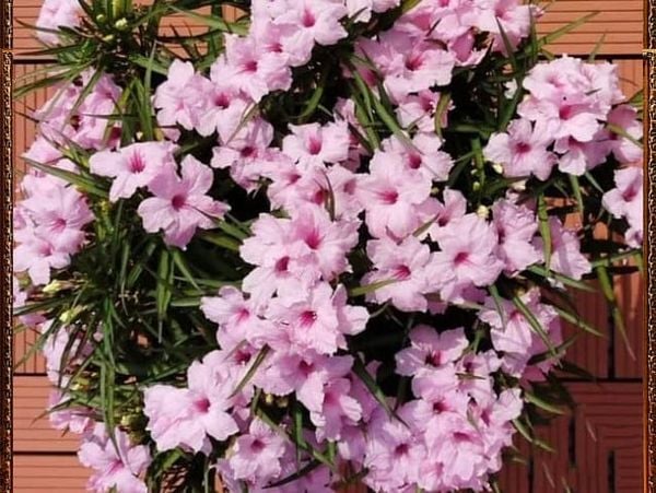  Hoa chiều tím hồng lùn D1 