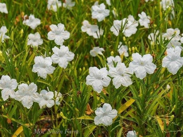  Hoa chiều tím trắng cao E1 