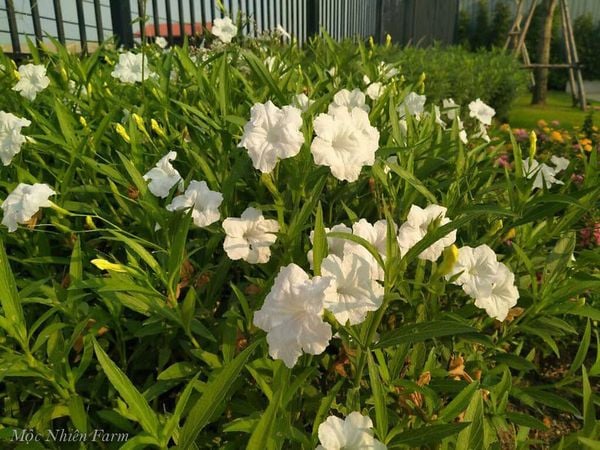  Hoa chiều tím trắng cao E1 