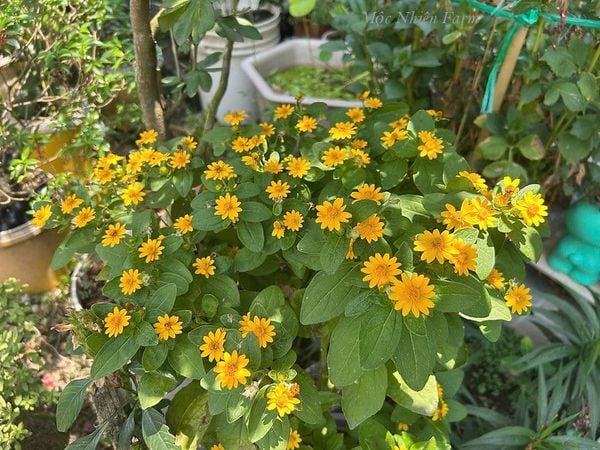  Hoa cúc mặt trời 832 