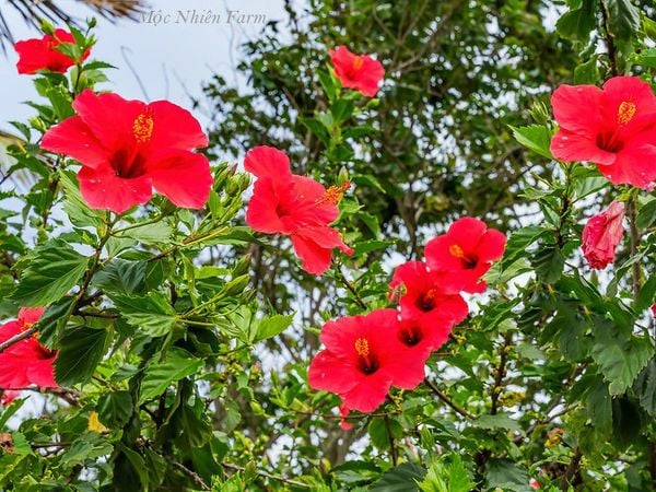  Hoa râm bụt đỏ đơn C1 