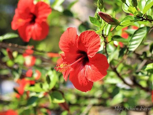  Hoa râm bụt đỏ đơn C1 