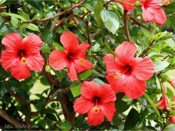  Hoa râm bụt đỏ đơn C1 