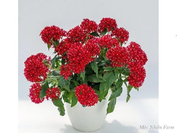  Hoa diễm châu đỏ A1 