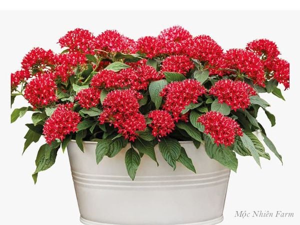  Hoa diễm châu đỏ A1 