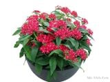  Hoa diễm châu hồng D1 