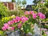  Hoa giấy hồng 461 