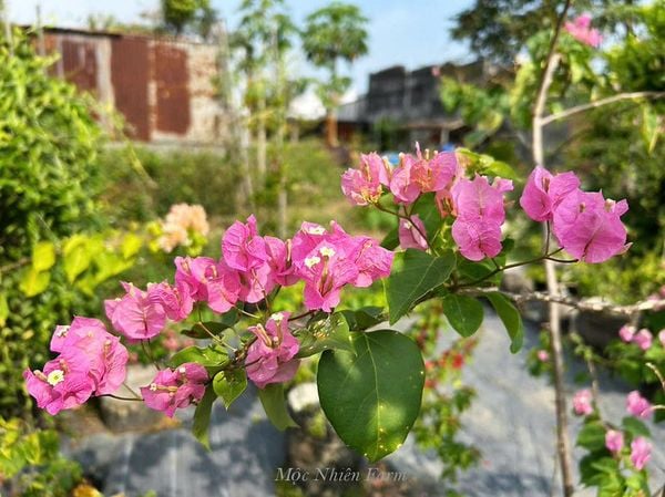  Hoa giấy hồng 461 