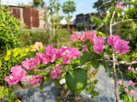 Hoa giấy