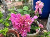  Hoa giấy hồng 461 