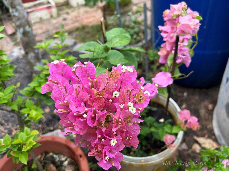  Hoa giấy hồng 461 