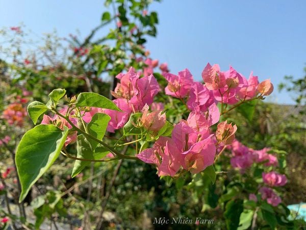  Hoa giấy hồng 461 
