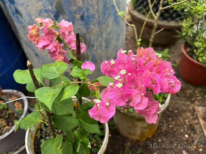  Hoa giấy hồng 461 