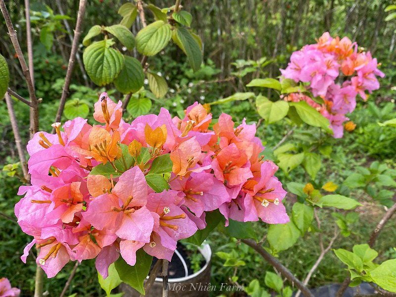  Hoa giấy tắc kè 469 