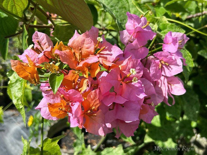  Hoa giấy tắc kè 469 