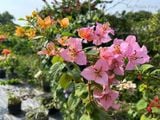  Hoa giấy tắc kè 469 