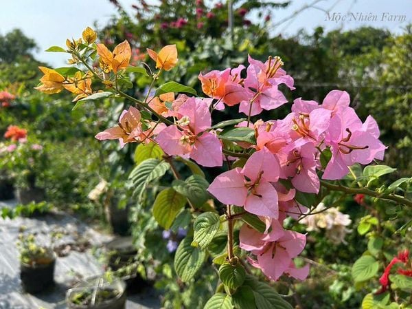 Hoa giấy tắc kè 469 