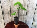  Hoa giấy tắc kè 469 