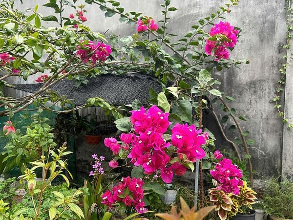  Hoa giấy Ấn Độ 457 