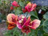  Hoa giấy Ấn Độ 457 