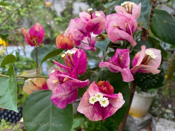  Hoa giấy Ấn Độ 457 