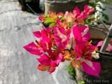  Hoa giấy Ấn Độ 457 