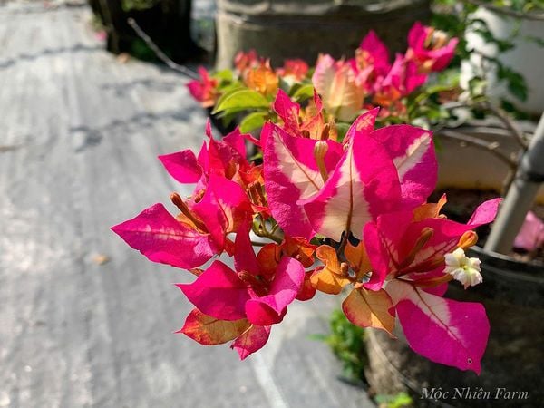  Hoa giấy Ấn Độ 457 
