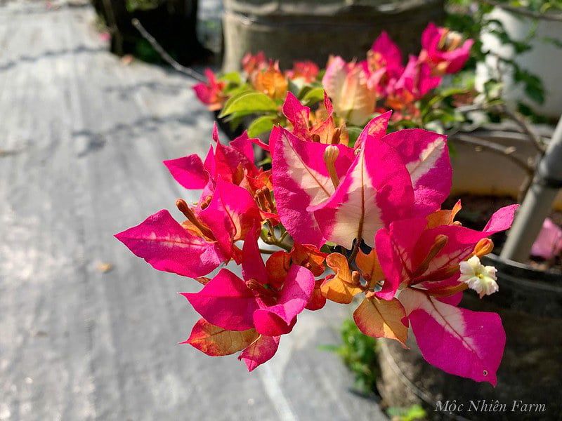 Hoa giấy Ấn Độ 457 