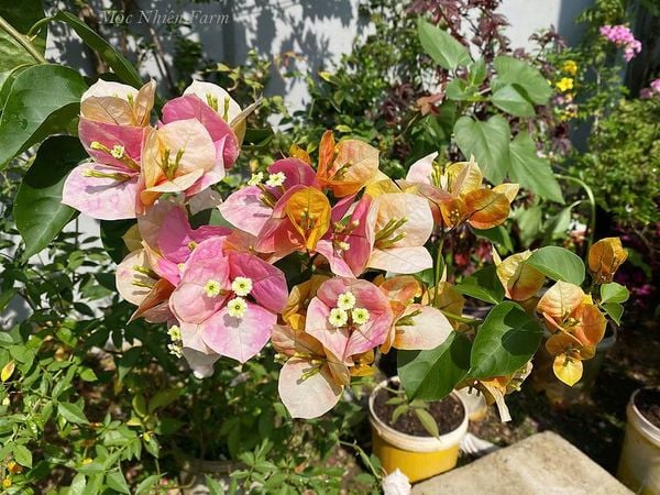  Hoa giấy Golden Sunshine 459 