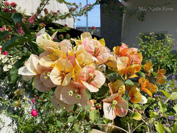  Hoa giấy Golden Sunshine 459 