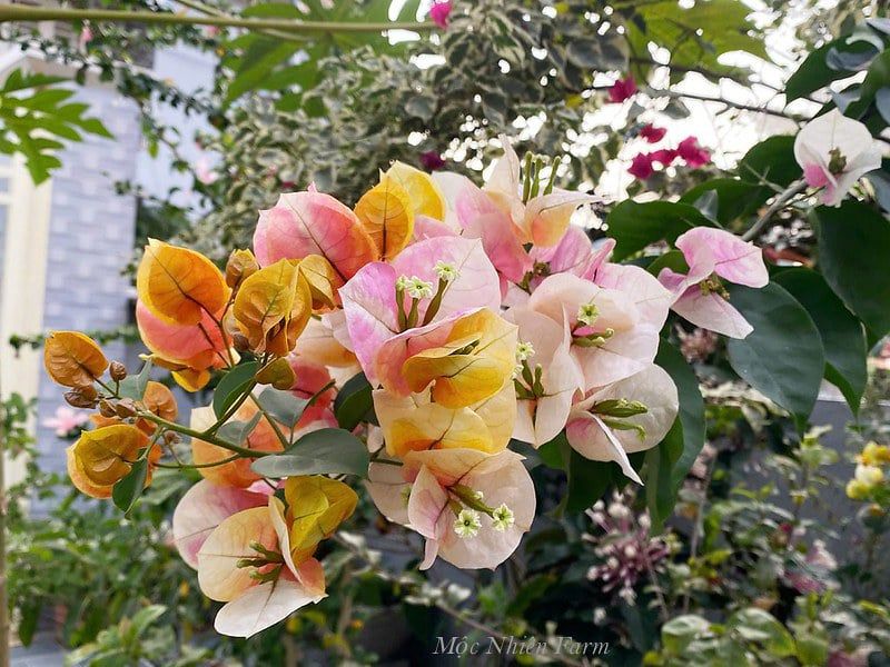  Hoa giấy Golden Sunshine 459 